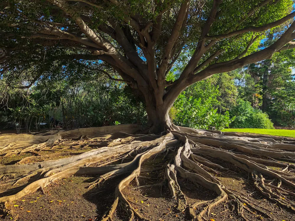 When’s The Best Time To Plant a Tree?