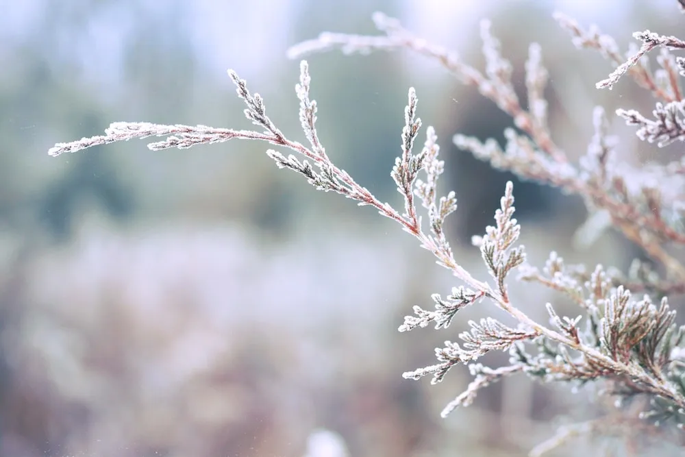 When’s The Best Time To Plant a Tree?