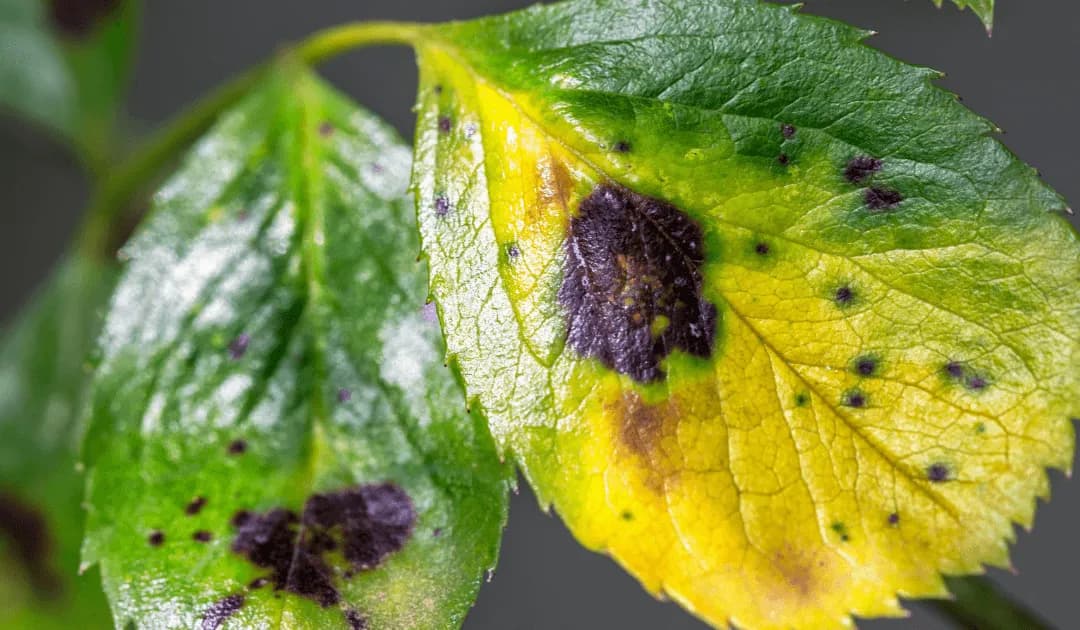 15+ Common Tree Diseases & How To Treat Them