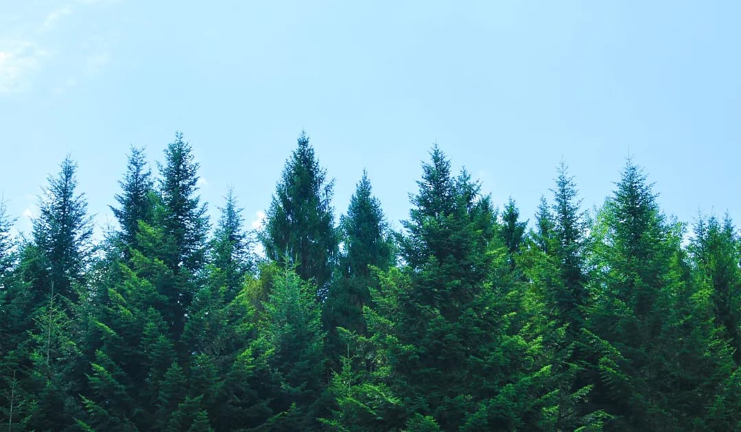 20+ Best Fast-Growing Trees for Privacy