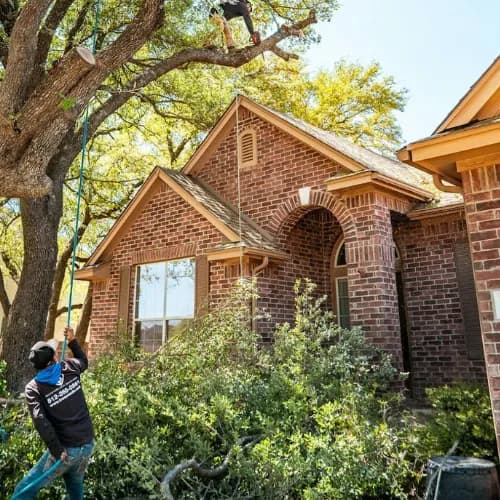5 Reasons to Trim Your Trees This Fall in Buford & Surrounding Areas