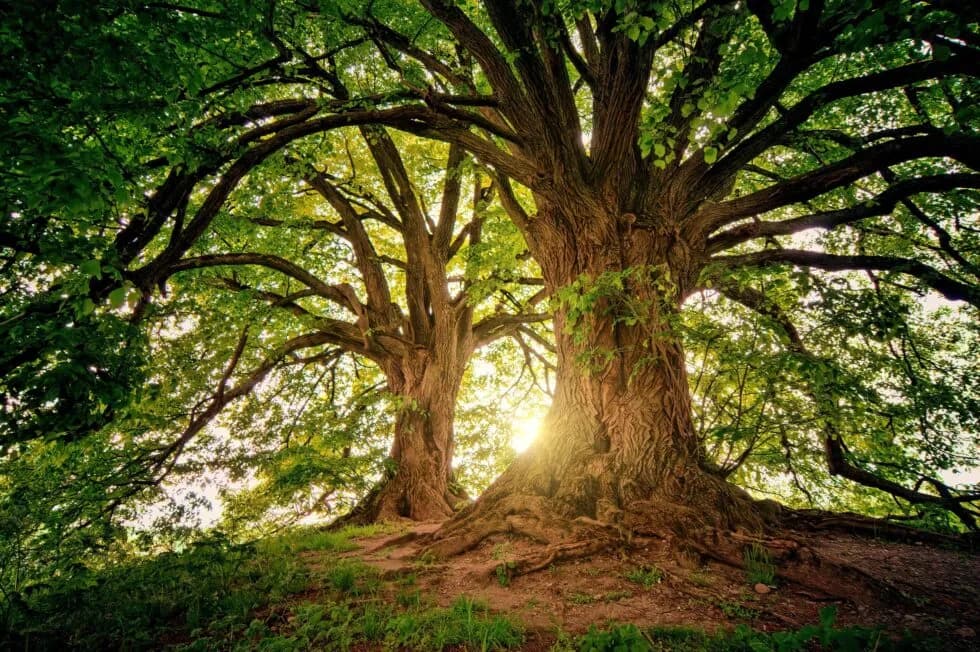Beat the Heat: Strategies for Strong, Healthy Trees