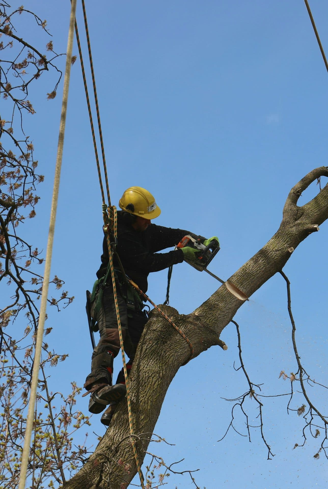 Emergency tree removal after storm damage in Atlanta