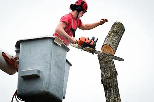 Emergency Tree Removal