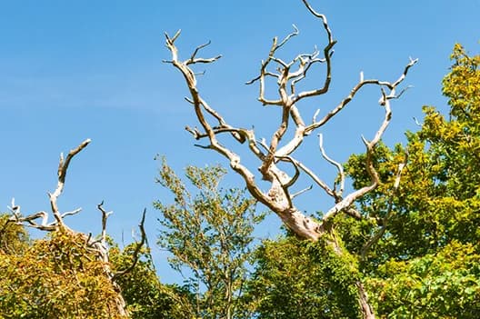 Hazardous Tree Assessment and Removal
