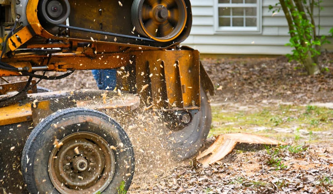 How To Grind a Tree Stump: 9 Steps