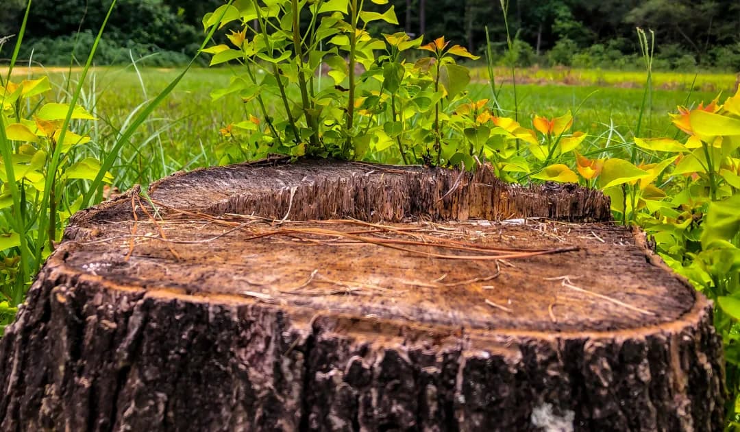 How To Remove a Tree Stump: 10 Best Practices