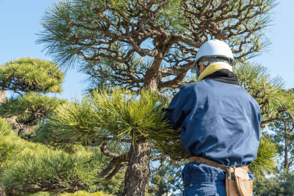 How To Trim a Pine Tree: 5 Easy Tips