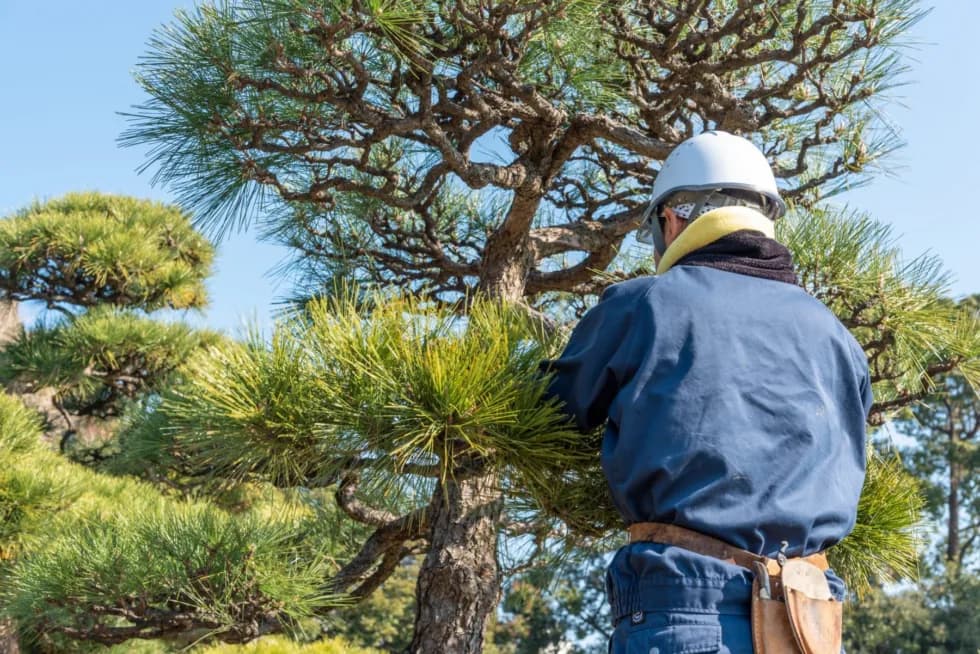 How To Trim a Pine Tree: 5 Easy Tips