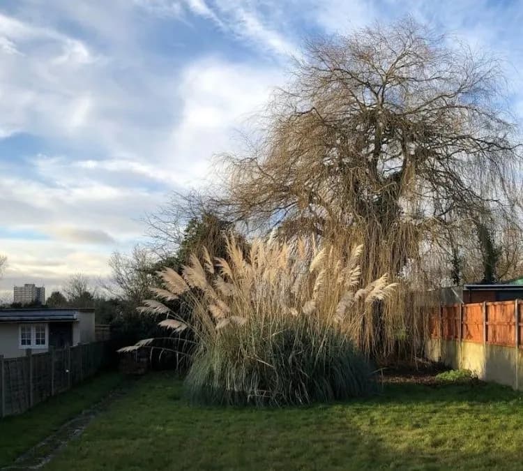 How to Spot a Dangerous Tree Before It Falls