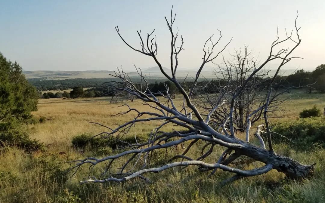 Recognize the Red Flags: Identifying Signs Your Tree Needs to be Removed