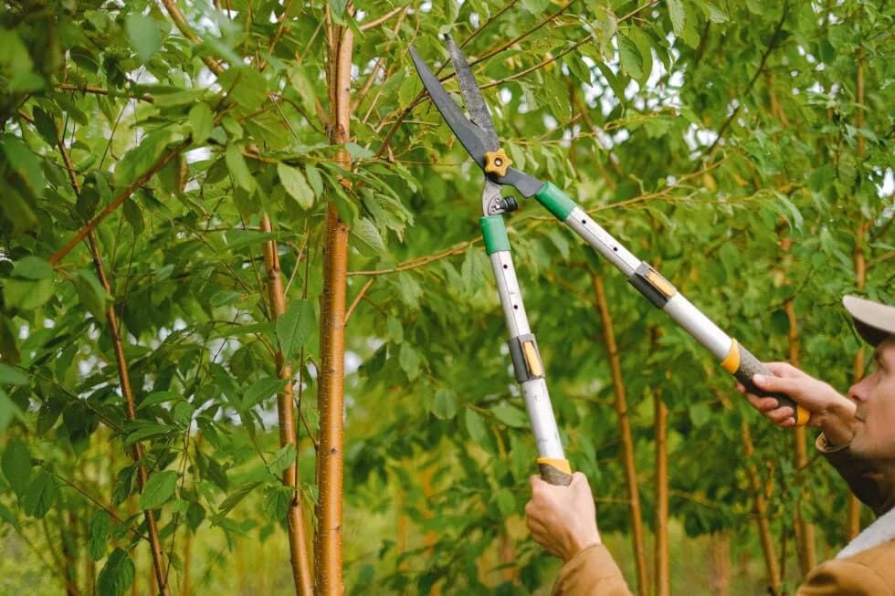 Simplifying Tree Maintenance: A Guide to Efficient Tree Care Steps