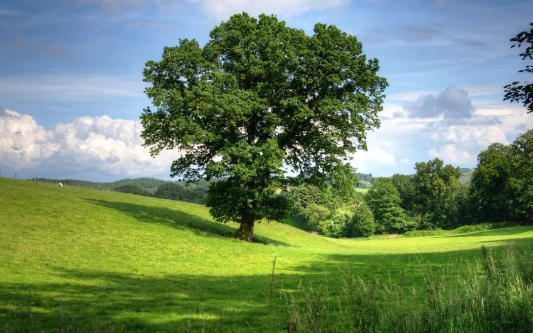 Spring into Action: 4 Compelling Reasons to Plant Native Trees