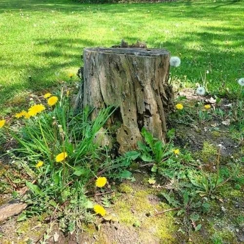 Stump Grinding vs. Stump Removal: Which is Right for You?