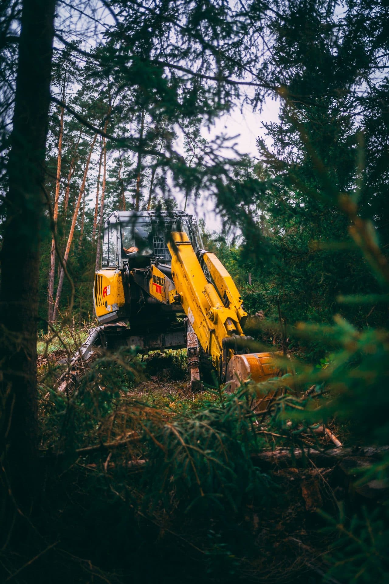 Emergency tree removal cost in Atlanta