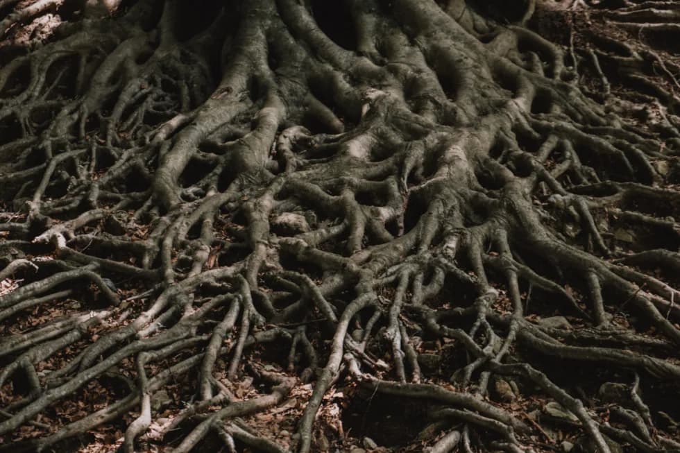 Tree Root Removal: A Comprehensive Guide