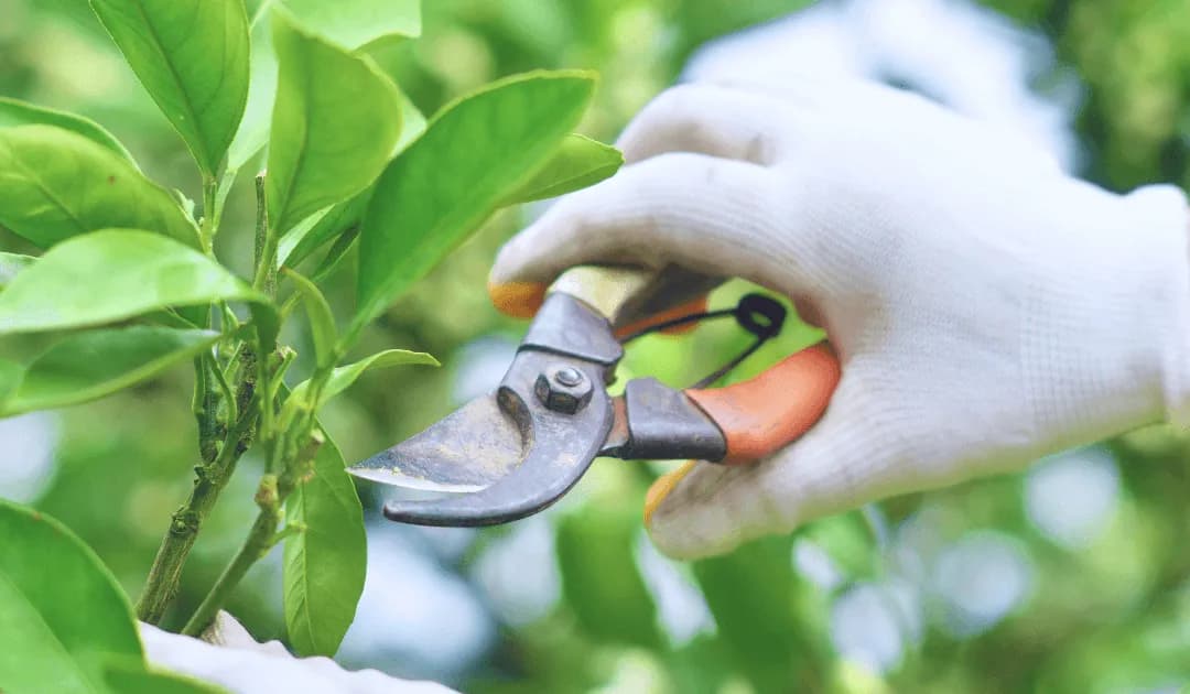 What Is Tree Pruning? 10 Essential Tips