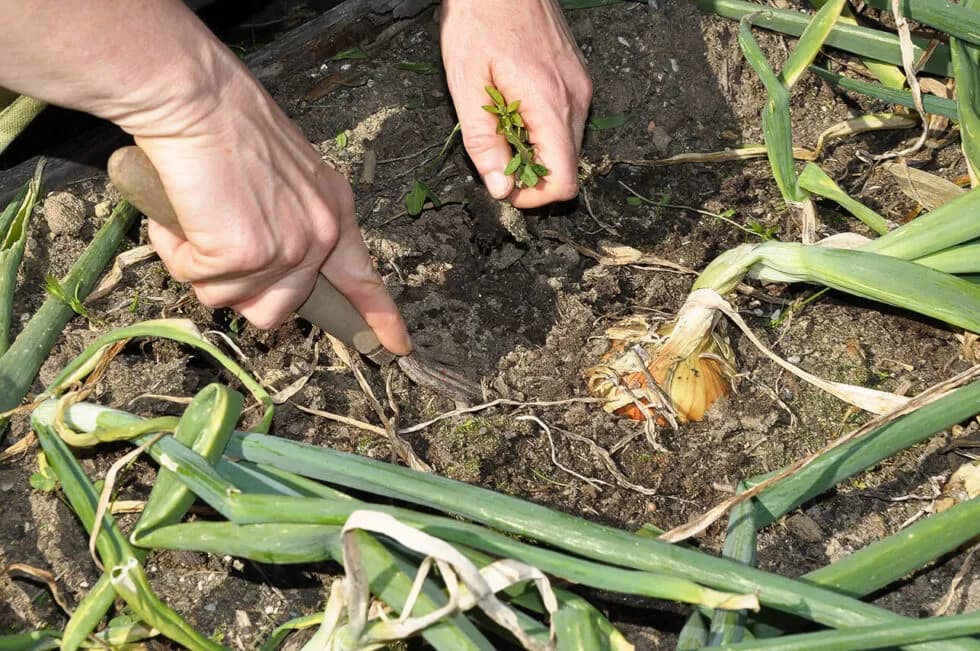What Is Weeding & Why Is It Important?
