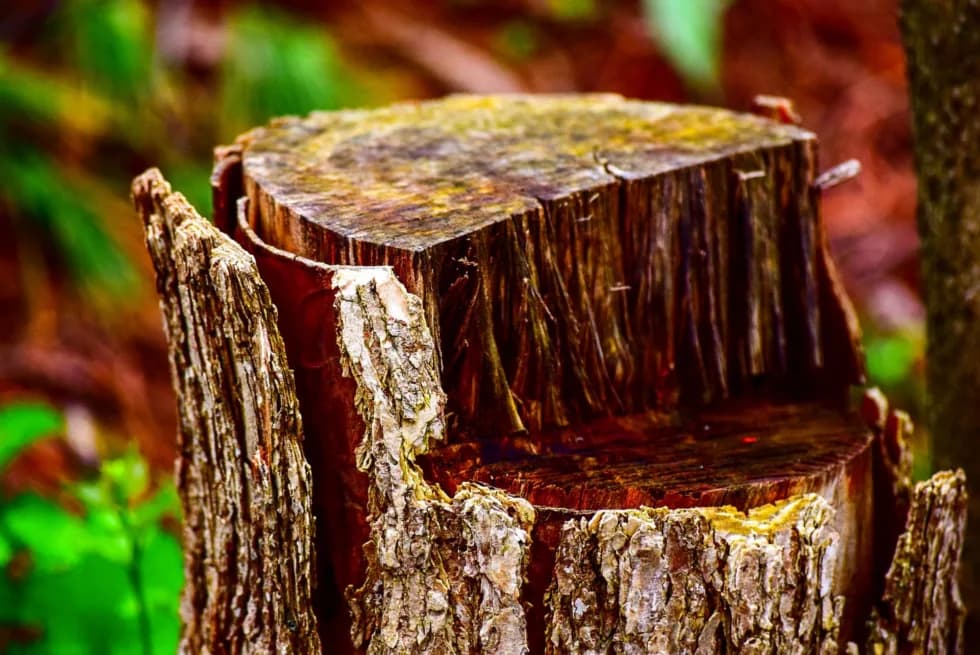 What is stump grinding?