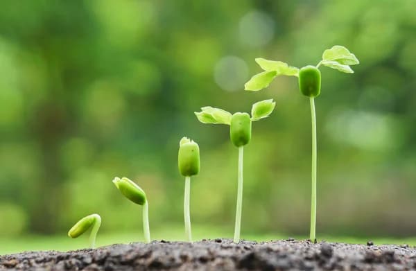 When’s The Best Time To Plant a Tree?
