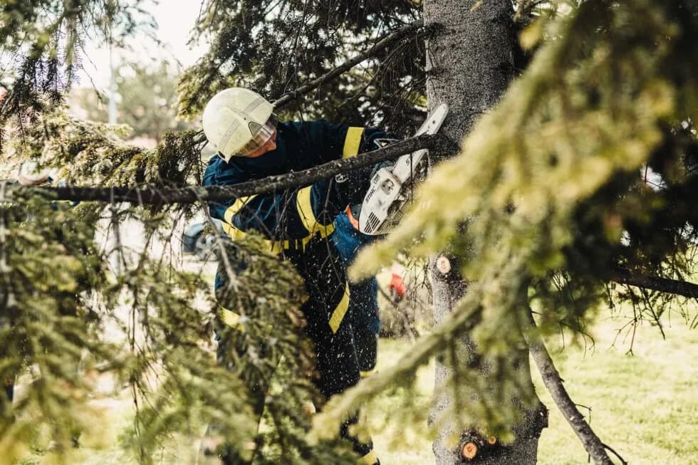 Why Hiring a Professional is Essential for Safe and Effective Tree Removal