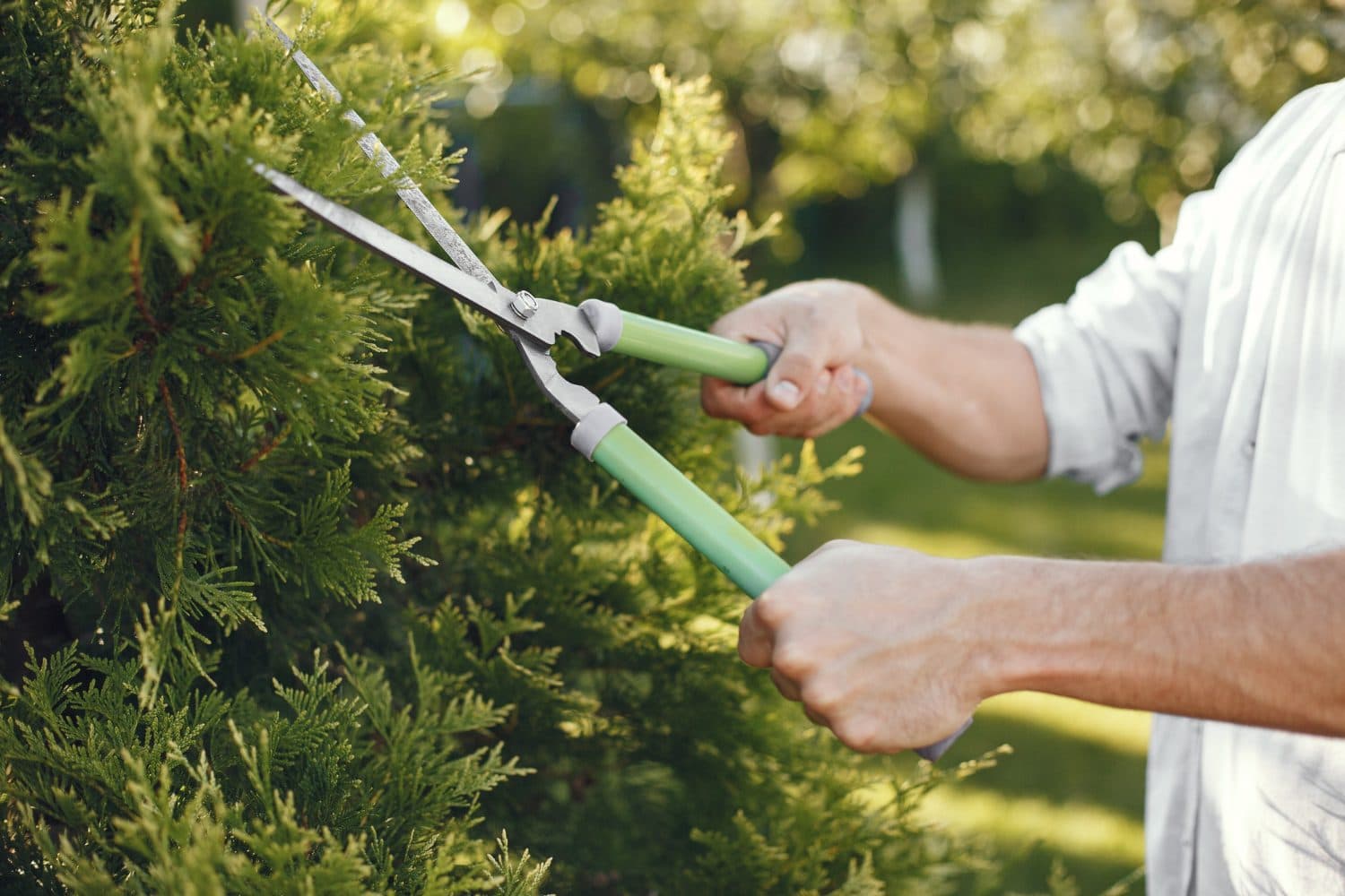 Best Time of Year for Tree Trimming in Georgia: A Complete Seasonal Guide