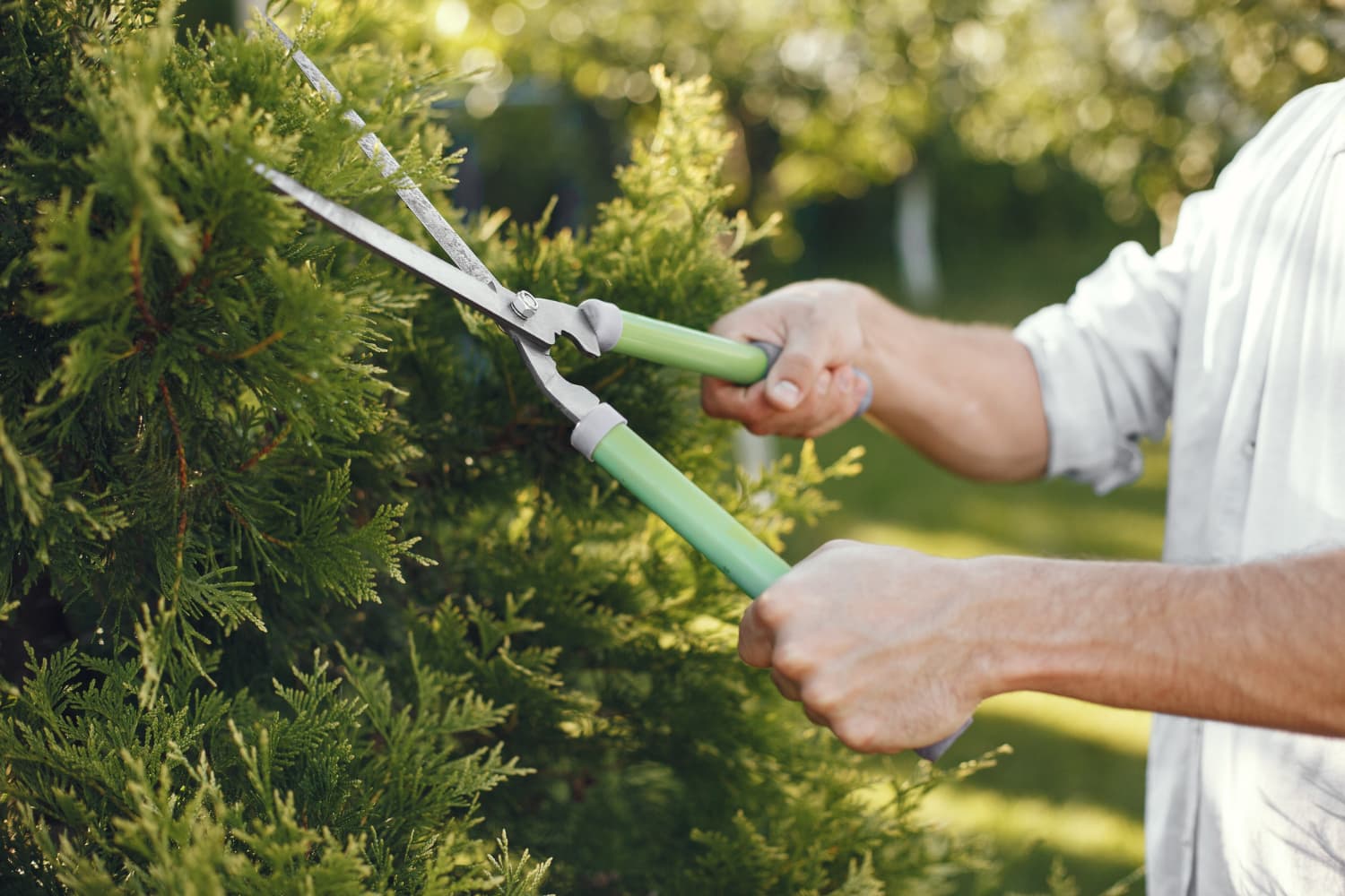 Best Time of Year for Tree Trimming in Georgia: A Complete Seasonal Guide