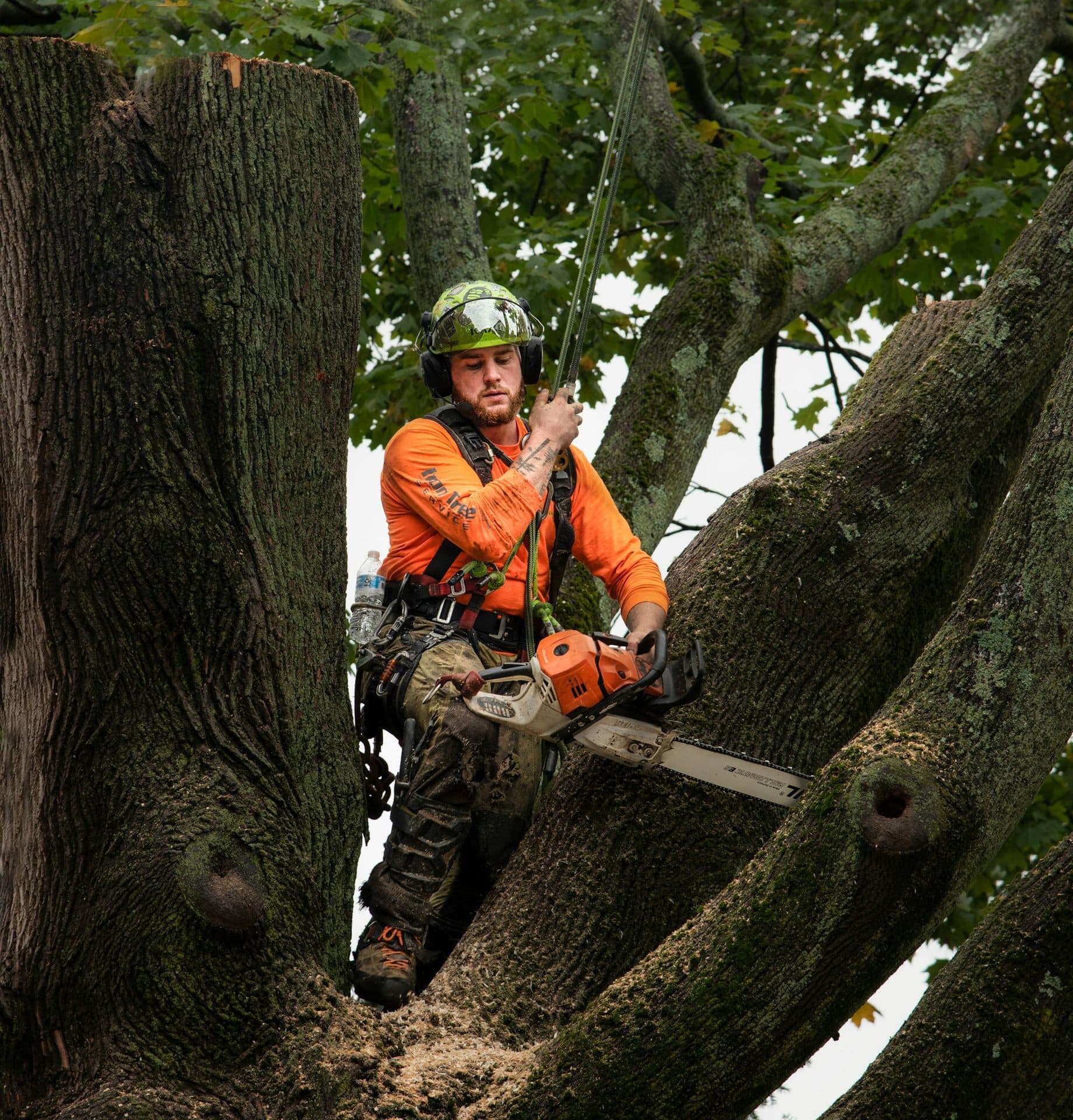 North Georgia Tree Removal Permit Guide: What Homeowners Need to Know Before Removing a Tree