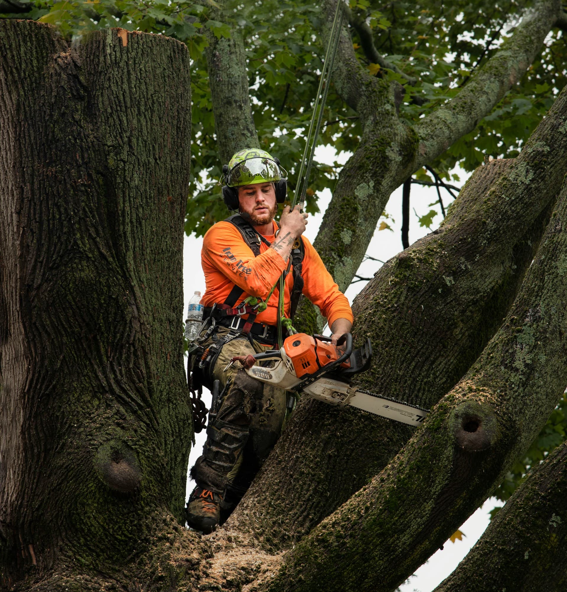 North Georgia Tree Removal Permit Guide: What Homeowners Need to Know Before Removing a Tree