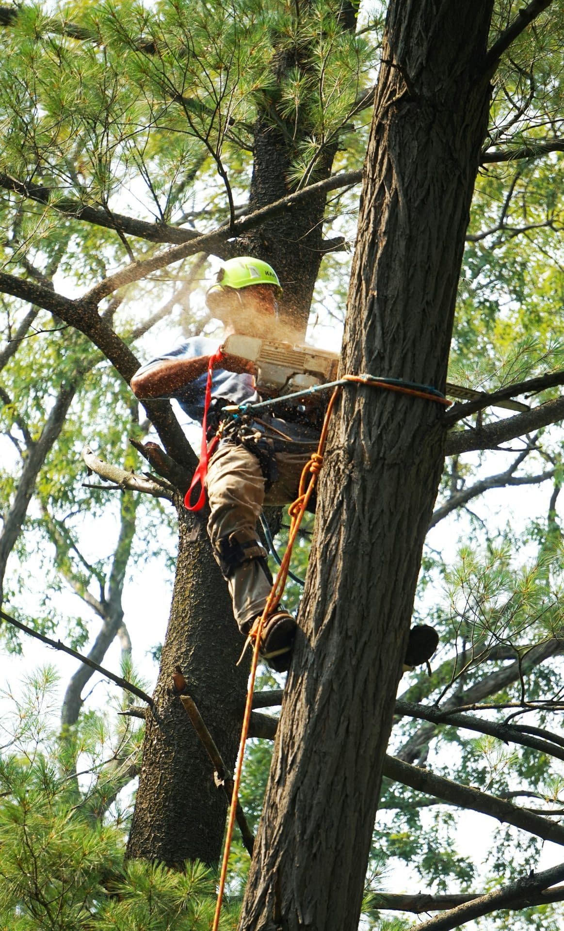 Tree removal benefits