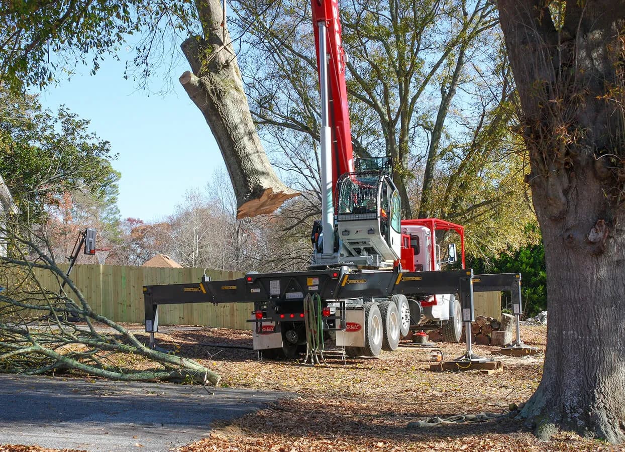 Healthy trees after removal