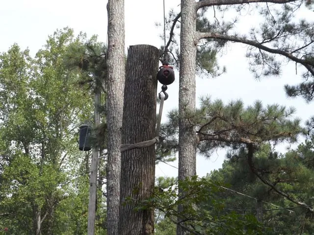 Safe Tree Removal Process