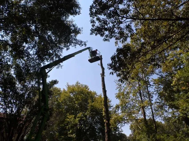 Woodland Clearing Project