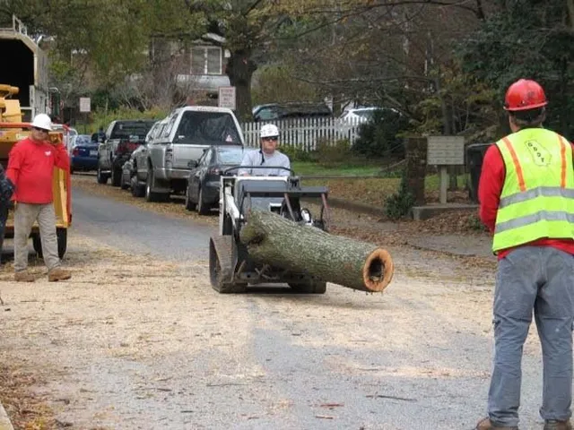 Precision Tree Removal Service