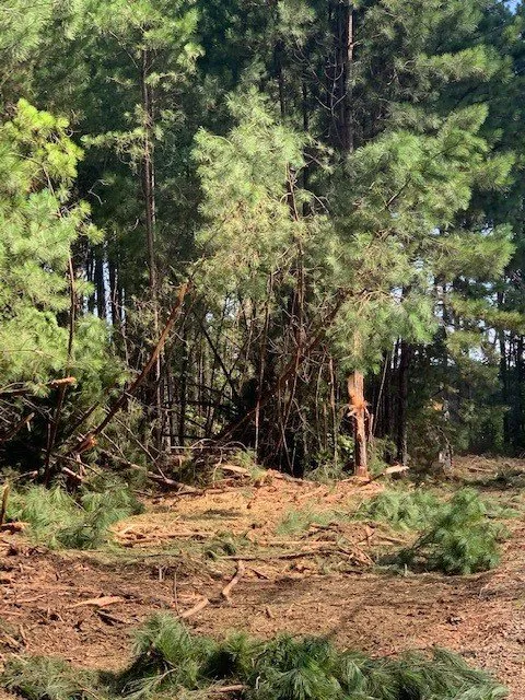 Elevated Tree Cutting Operations