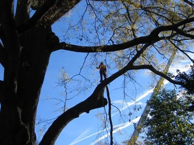 Tree Trimming & Cleanup