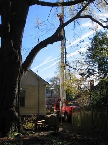 High-Reach Tree Cutting