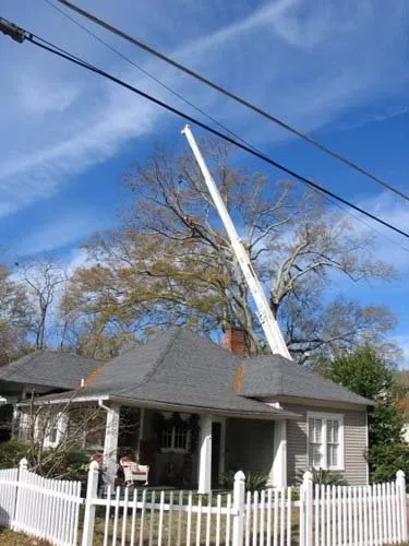 Crane-Assisted Tree Removal