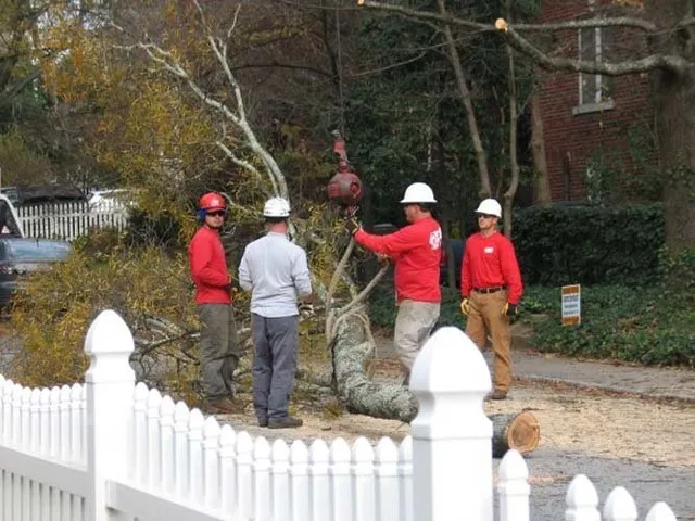Tree Removal Team at Work
