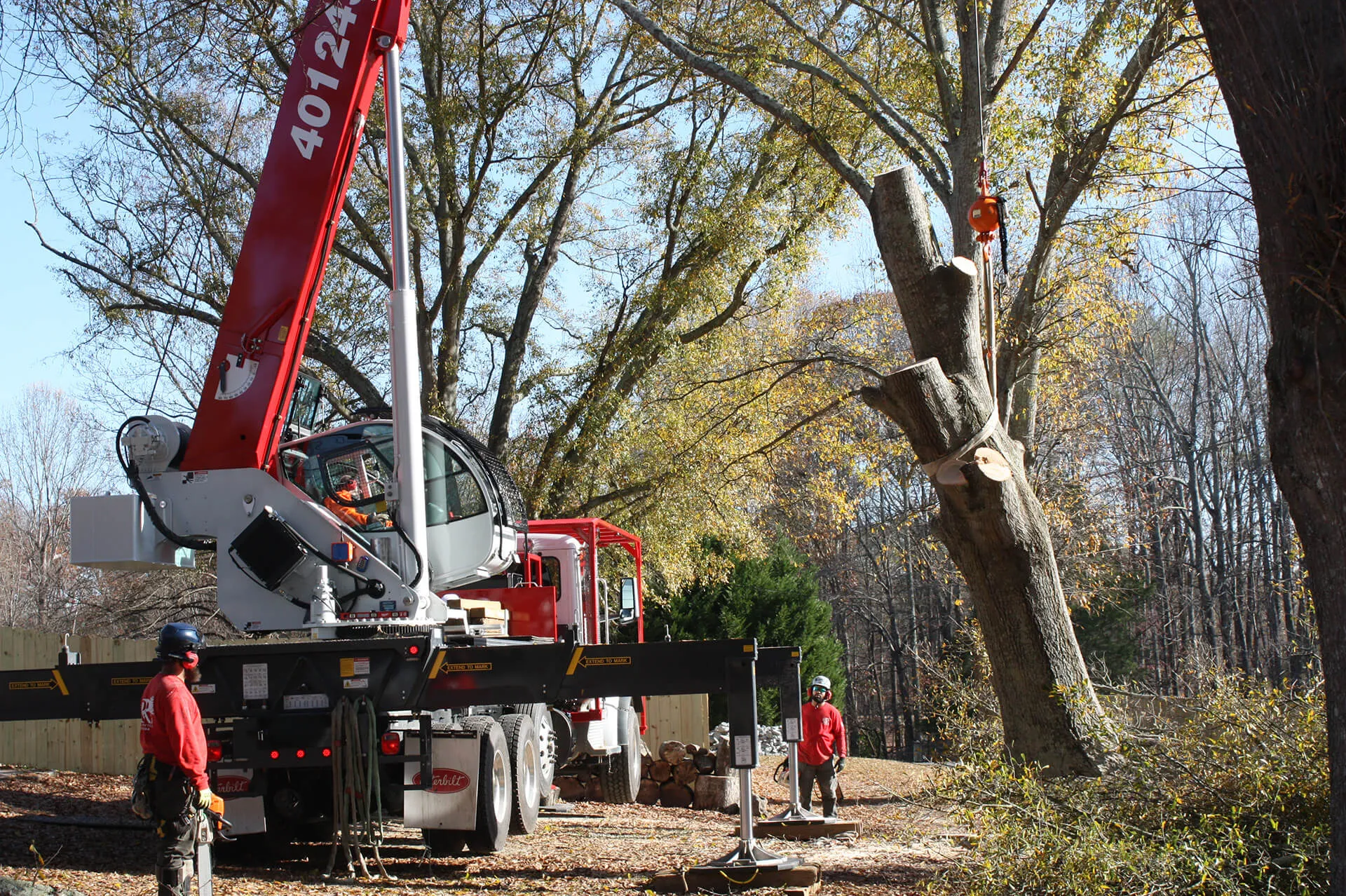Professional tree service