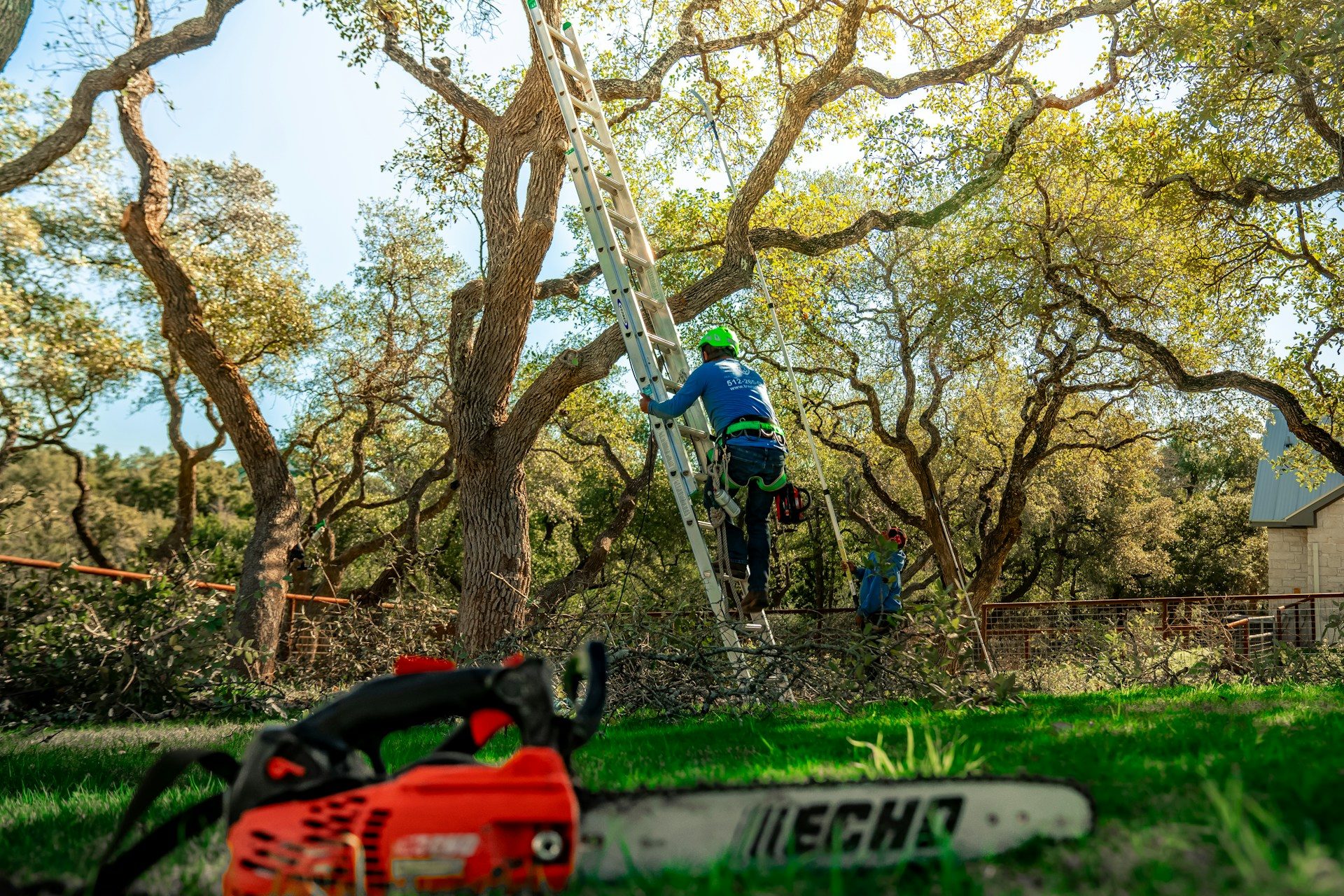 Stump Grinding vs. Removal in Georgia: Which Option Is Right for Your Property?