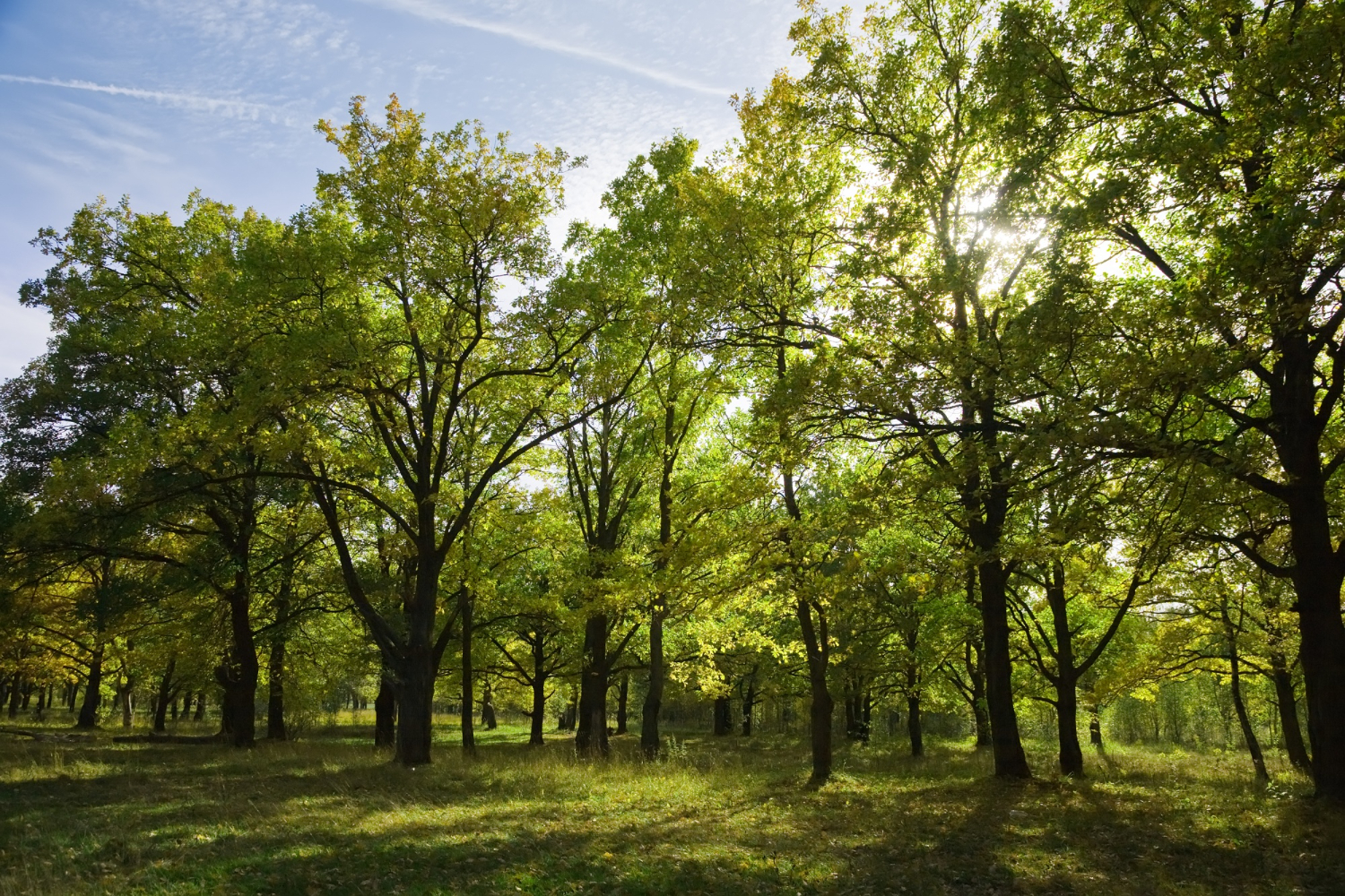 Professional tree service work