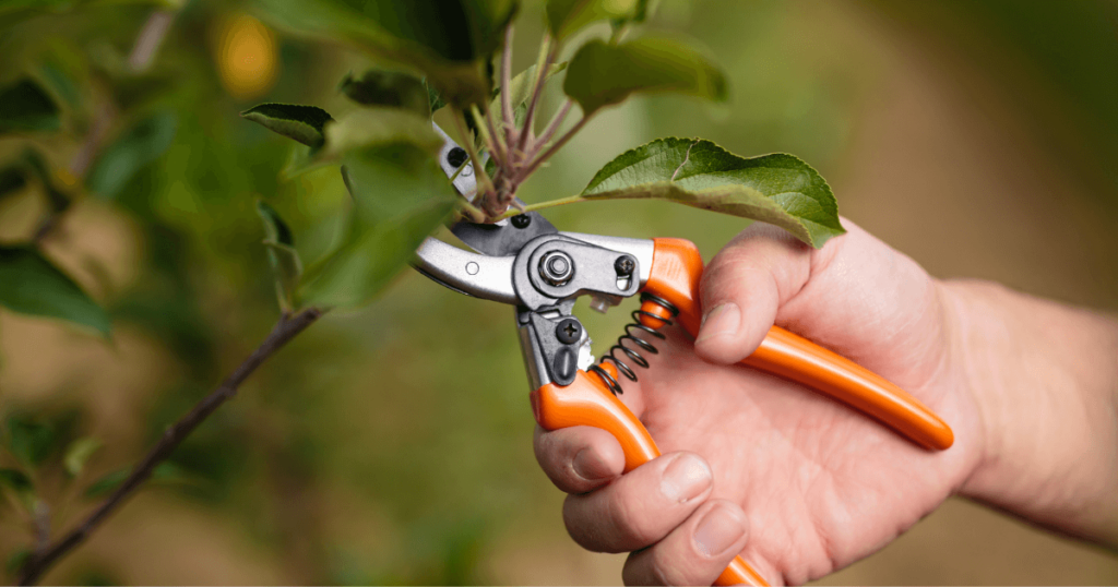 pruning trees