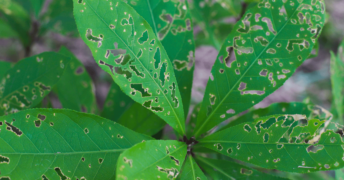leaf bitten by insects