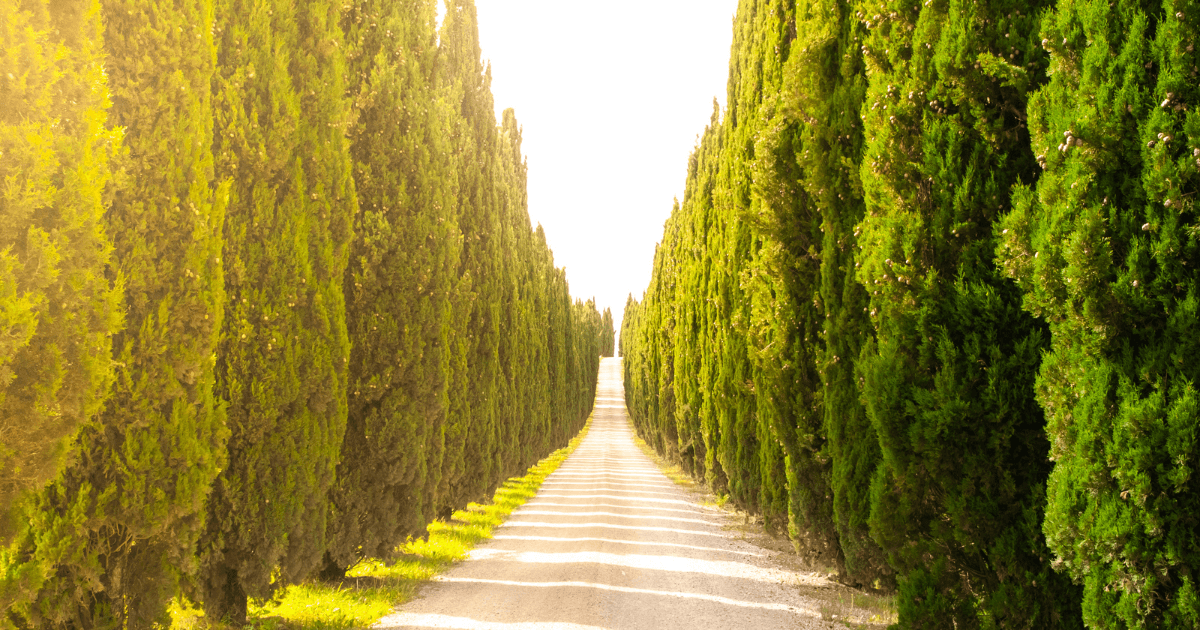 Italian Cypress (Cupressus sempervirens)