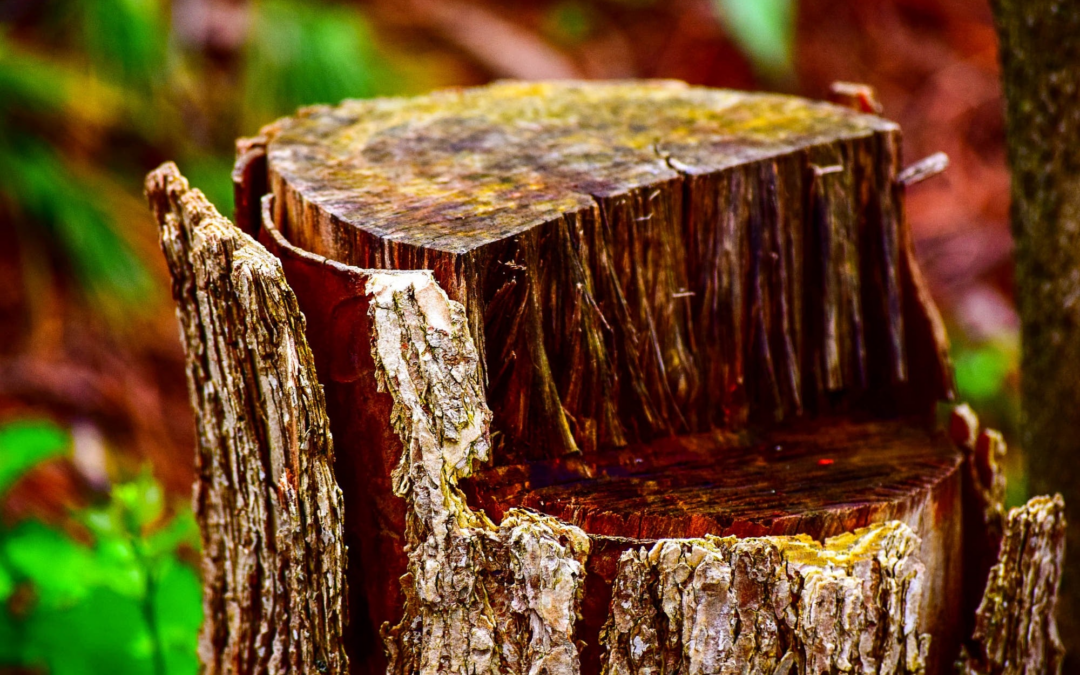 What is stump grinding?