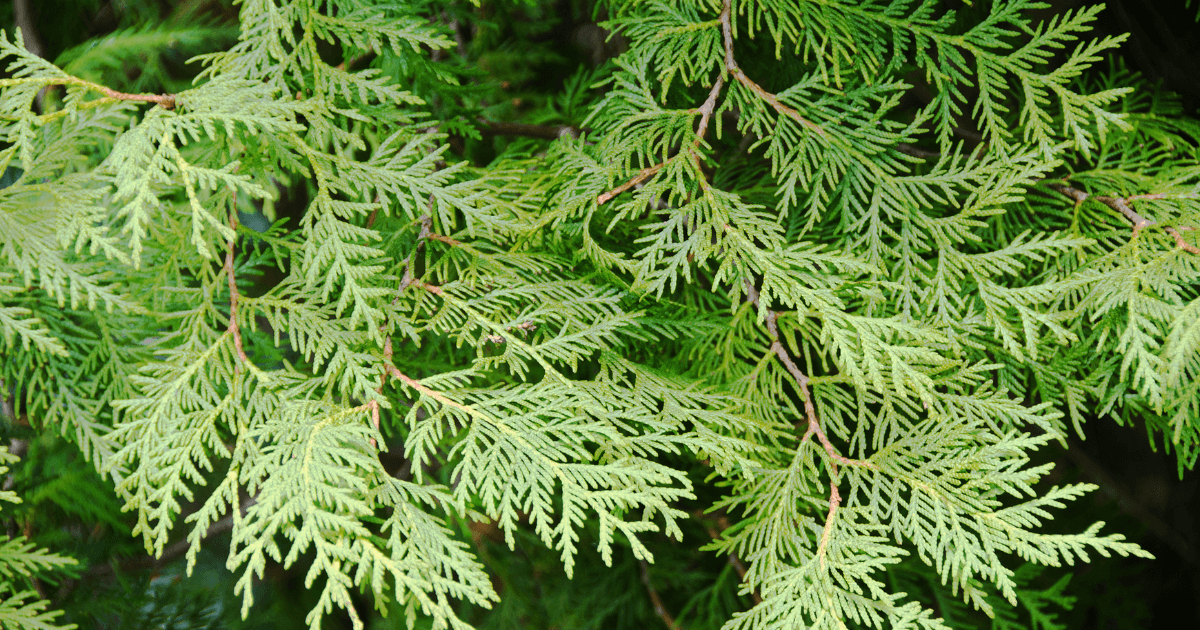 tree leaves