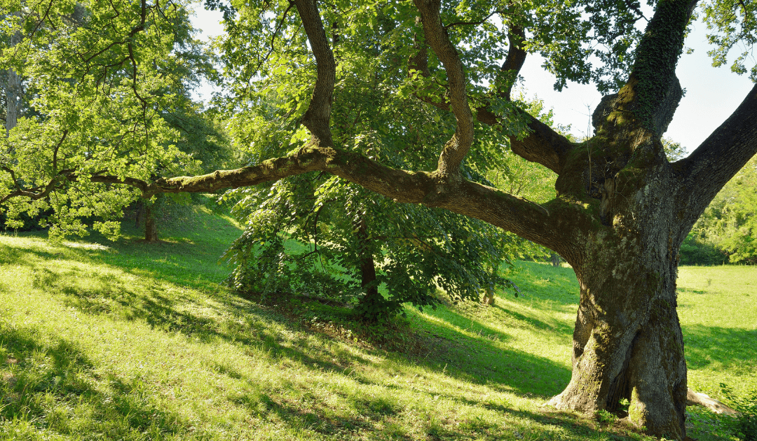 23+ Types of Oak Trees By Leaf: Oak Identification