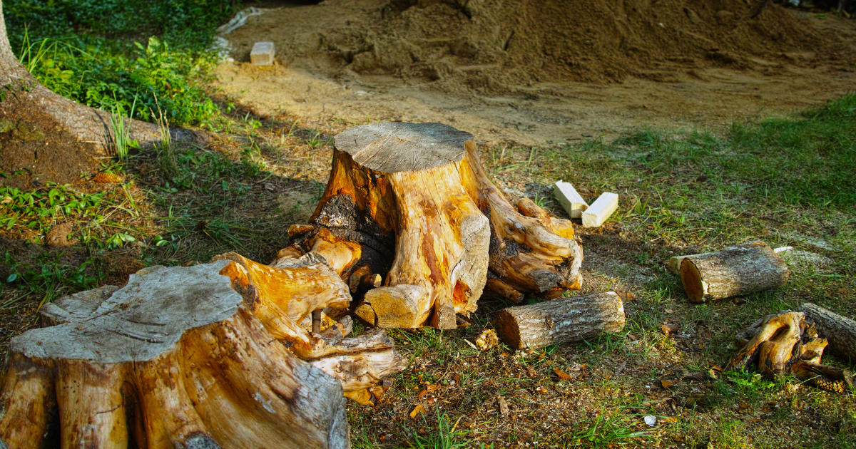 Clearing the Area Around the Stump