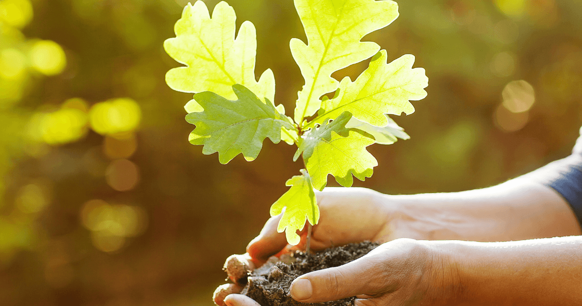 person holding oak tree leaves and acorn